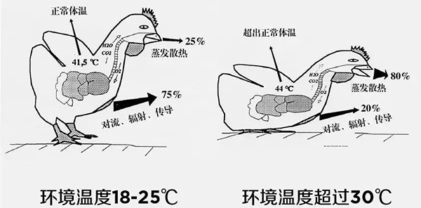 《How to prevent and cool down animals in the scorching summer heat》